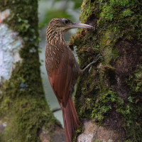Ivory-billed Woodcreeper